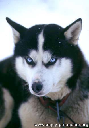 20071211131335-valle-de-los-huskies-perros-14.jpg